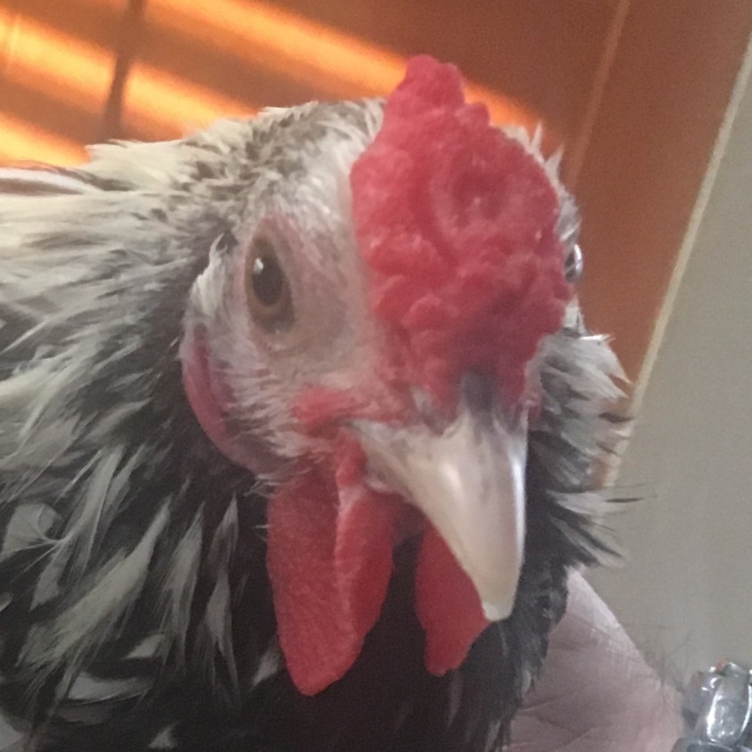 Ozzie Pardillo